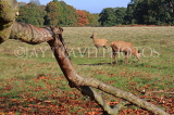 UK, LONDON, Richmond, Deer at Richmond Park, UK9458JPL