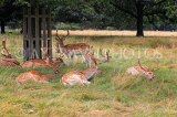 UK, LONDON, Richmond, Fallow Deer, Richmond Park, UK29897JPL