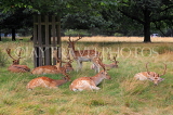 UK, LONDON, Richmond, Fallow Deer, Richmond Park, UK29898JPL