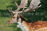 UK, LONDON, Richmond, Fallow Deer, Richmond Park, closeup, UK11085JPL