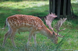 UK, LONDON, Richmond, Fallow Deer at Richmond Park, UK11035JPL
