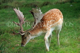 UK, LONDON, Richmond, Fallow Deer at Richmond Park, UK11036JPL