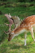 UK, LONDON, Richmond, Fallow Deer at Richmond Park, UK11039JPL