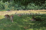 UK, LONDON, Richmond, Fallow Deer at Richmond Park, UK11050JPL