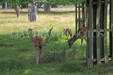 UK, LONDON, Richmond, Fallow Deer at Richmond Park, UK11074JPL