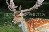 UK, LONDON, Richmond, Fallow Deer at Richmond Park, closeup, UK11043JPL