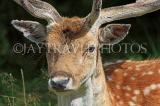 UK, LONDON, Richmond, Fallow Deer at Richmond Park, closeup, UK11044JPL