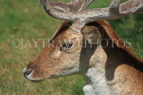 UK, LONDON, Richmond, Fallow Deer at Richmond Park, closeup, UK11045JPL