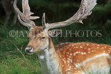 UK, LONDON, Richmond, Fallow Deer at Richmond Park, closeup, UK11047JPL