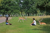 UK, LONDON, Richmond, Fallow Deer at Richmond Park, tourists posing with deer, UK11046JPL