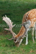 UK, LONDON, Richmond, Fallow Deer grazing, Richmond Park, UK11040JPL