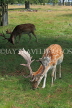 UK, LONDON, Richmond, Fallow Deer grazing, Richmond Park, UK11041JPL