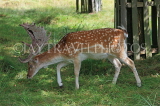 UK, LONDON, Richmond, Fallow Deer grazing, Richmond Park, UK11072JPL