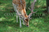 UK, LONDON, Richmond, Fallow Deer grazing, Richmond Park, UK11086JPL