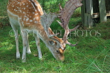 UK, LONDON, Richmond, Fallow Deer grazing, Richmond Park, UK11087JPL