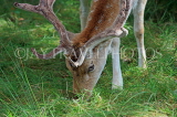 UK, LONDON, Richmond, Fallow Deer grazing, Richmond Park, closeup, UK11088JPL