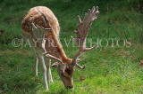 UK, LONDON, Richmond, Fallow Deer grazing, at Richmond Park, UK11037JPL
