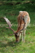 UK, LONDON, Richmond, Fallow Deer grazing, at Richmond Park, UK11038JPL