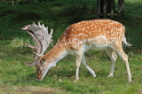 UK, LONDON, Richmond, Fallow Deer grazing, at Richmond Park, UK11042JPL