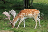 UK, LONDON, Richmond, Fallow Deer grazing, at Richmond Park, UK11048JPL