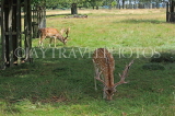 UK, LONDON, Richmond, Fallow Deer grazing, at Richmond Park, UK11075JPL