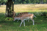 UK, LONDON, Richmond, Fallow Deer in Richmond Park, UK11081JPL