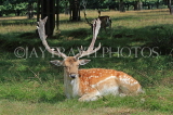 UK, LONDON, Richmond, Fallow Deer resting, Richmond Park, UK11076JPL
