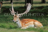 UK, LONDON, Richmond, Fallow Deer resting, Richmond Park, UK11077JPL