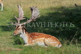 UK, LONDON, Richmond, Fallow Deer resting, Richmond Park, UK11082JPL
