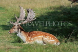 UK, LONDON, Richmond, Fallow Deer resting, Richmond Park, UK11083JPL