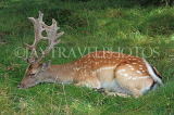 UK, LONDON, Richmond, Fallow Deer resting, Richmond Park, UK11084JPL