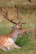 UK, LONDON, Richmond, Fallow Deer resting, Richmond Park, UK29889JPL