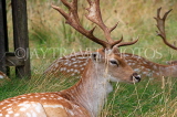 UK, LONDON, Richmond, Fallow Deer resting, Richmond Park, UK29890JPL