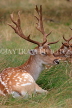 UK, LONDON, Richmond, Fallow Deer resting, Richmond Park, UK29891JPL