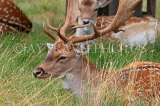 UK, LONDON, Richmond, Fallow Deer resting, Richmond Park, UK29892JPL