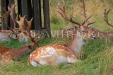UK, LONDON, Richmond, Fallow Deer resting, Richmond Park, UK29893JPL
