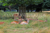 UK, LONDON, Richmond, Fallow Deer resting, Richmond Park, UK29894JPL