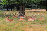 UK, LONDON, Richmond, Fallow Deer resting, Richmond Park, UK29895JPL