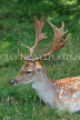 UK, LONDON, Richmond, Fallow Deer resting, Richmond Park, closeup, UK11078JPL