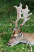 UK, LONDON, Richmond, Fallow Deer resting, Richmond Park, closeup, UK11079JPL