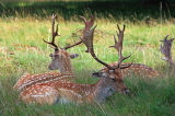 UK, LONDON, Richmond, Fallow Deer resting in the shade, Richmond Park, UK11080JPL