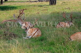 UK, LONDON, Richmond, Fallow Deer resting in the shade, at Richmond Park, UK11049JPL