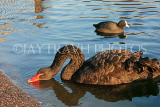 UK, LONDON, St James's Park, Black Swan in lake, UK13519JPL