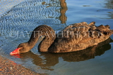 UK, LONDON, St James's Park, Black Swan in lake, UK13520JPL