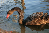 UK, LONDON, St James's Park, Black Swan swimming, UK13518JPL