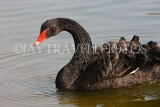 UK, LONDON, St James's Park, Black Swan swimming, UK2880JPL