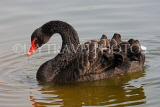 UK, LONDON, St James's Park, Black Swan swimming, UK2881JPL