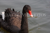 UK, LONDON, St James's Park, Black Swan swimming, UK2882JPL