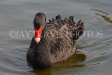 UK, LONDON, St James's Park, Black Swan swimming, UK2883JPL
