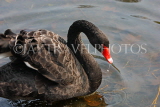 UK, LONDON, St James's Park, Black Swan swimming, UK2884JPL